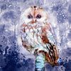 Lesser Tawny Owl by Silvio Schoisswohl