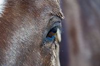 Horse on Ameland (2)