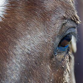 Pferd auf Ameland (2) von Willem Holle WHOriginal Fotografie