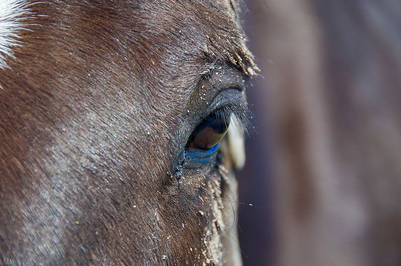 Pferd auf Ameland (2) von Willem Holle WHOriginal Fotografie