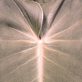 Botanische Studie 11 von Floortje Louise