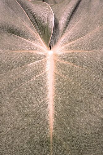 Botanische Studie 11