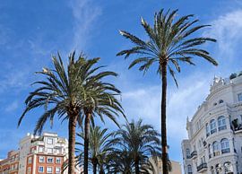 Palm trees against a blue sky in Madrid by Lensw0rld
