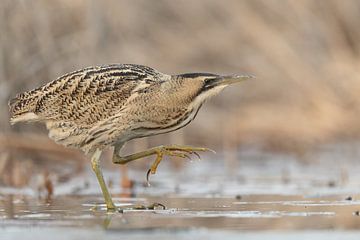 Bittern on the move by Sven Scraeyen