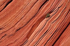 tree on a rock face by Antwan Janssen