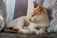 Turkse kat van Marieke Funke thumbnail