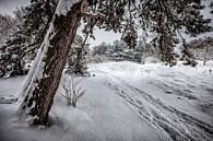Winterwunderland von Nanouk el Gamal - Wijchers (Photonook) Miniaturansicht