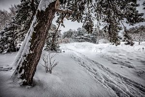 Merveilles d'hiver sur Nanouk el Gamal - Wijchers (Photonook)