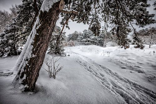 Winter Wonderland