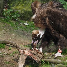 Vautour moine : Ouwehands Dierenpark sur Loek Lobel