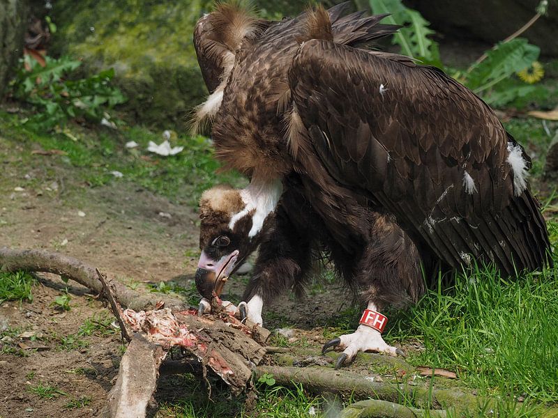 Mönchsgeier : Ouwehands Dierenpark von Loek Lobel