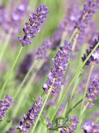 foto van lavendel van Ellen Tijmes