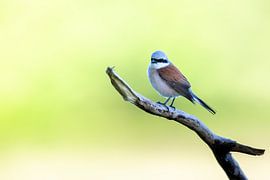 Pie-grièche écorcheur (Lanius collurio)