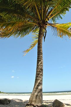 palmboom cuba van Charlotte van Noort