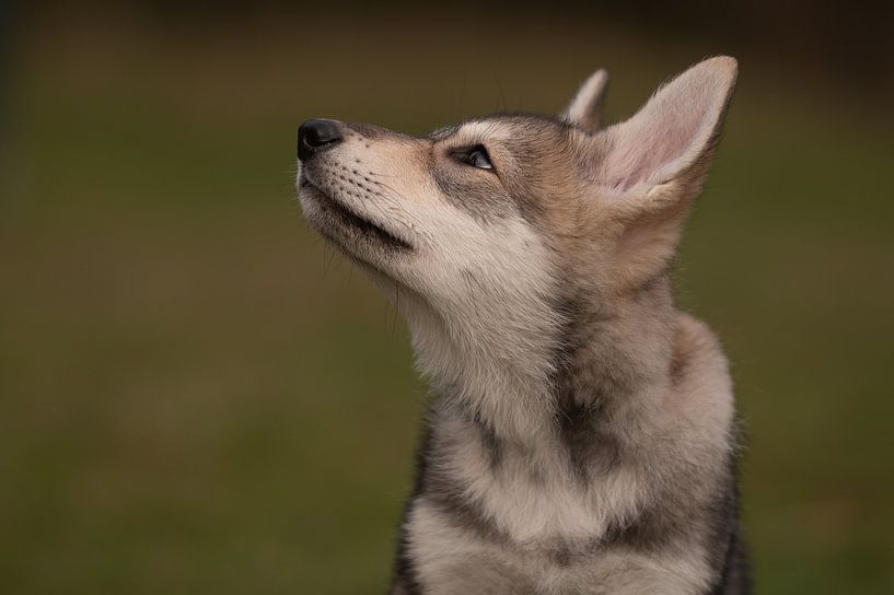Curious dog by Toos Wassink