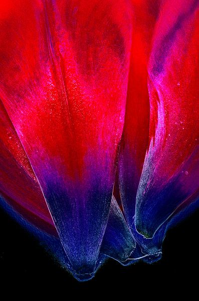 El Tulipan par De Rover