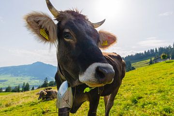 Koe, Allgäu van Walter G. Allgöwer