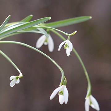 Frische Schneeglöckchen , Galanthus Nivalis Schneeglöckchen von Jolanda de Jong-Jansen