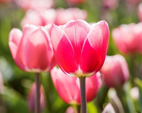 Tulips from the Netherlands.
