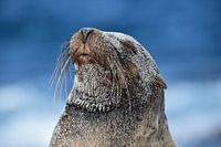 Galapagos zeeleeuw