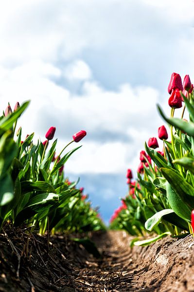 Tulpen! by Gerard van der Wal