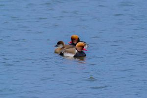Buntes Wasser