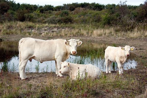 groep witte koeien