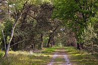 Strabrechtse Heide van Rob Boon thumbnail