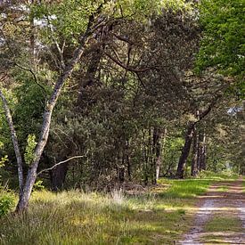 Strabrechtse Heide von Rob Boon