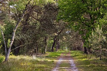 Strabrechtse Heide von Rob Boon