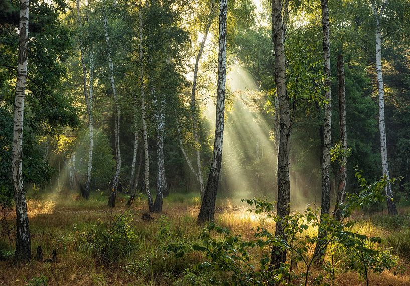 Sunny morning in the forest by Mykhailo Sherman