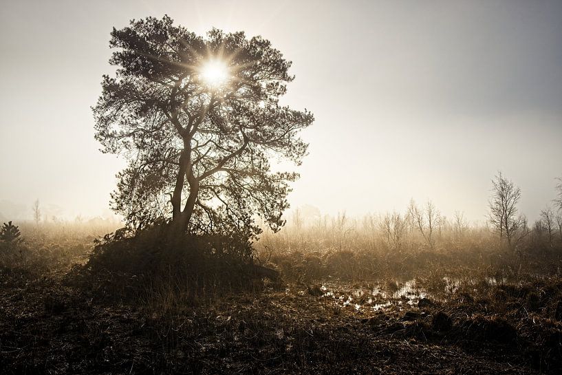 National park Groote Peel by Rob Boon