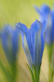 Klokjesgentiaan von Astrid Brouwers