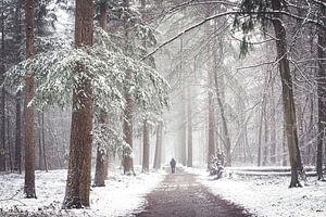 Zeister Wald im Schnee. Winter 2021