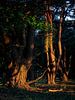Gloeiende bomen van Mattijs Diepraam thumbnail