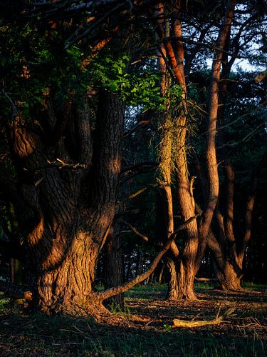 Glowing trees