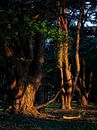 Des arbres qui brillent par Mattijs Diepraam Aperçu