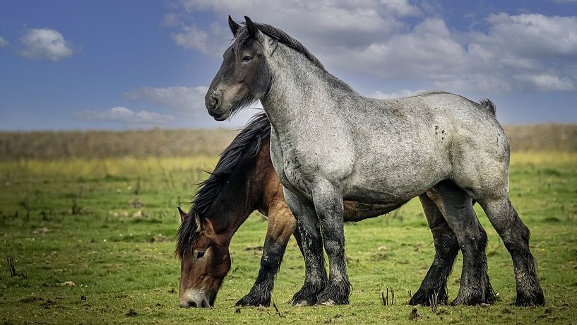 After work done by Henk Rombouts