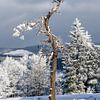 Verschneiter alter Baum in einer Winterlandschaft von Sauerland-Fotos by Robin Deimel