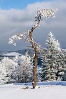 Besneeuwde oude boom in een winterlandschap