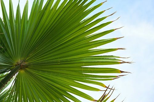 Green palm leaf from below against the blue sky with clouds, nature background, copy space, selected
