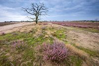 Bloeiende heide