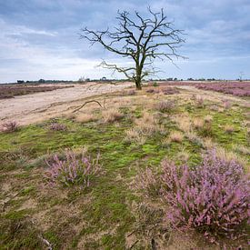 Flowering heathland by Jarno van Bussel