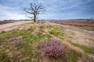 Bloeiende heide van Jarno van Bussel