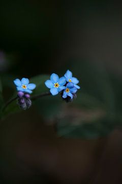 myosotis des marais sur Hannah elise bovenkamp