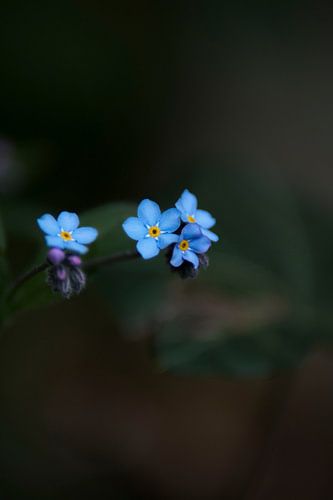Sumpfvergissmeinnicht von Hannah elise bovenkamp