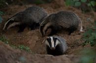 Badgers (Meles meles), three juveniles,  sneaking around badger's sett, late in the evening, wildlif by wunderbare Erde thumbnail