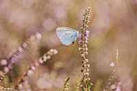 Boomblauwtje op de bloeiende heide
