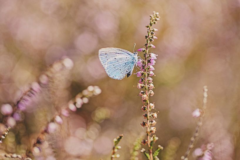 Tree blue on the flowering heather by Roosmarijn Bruijns