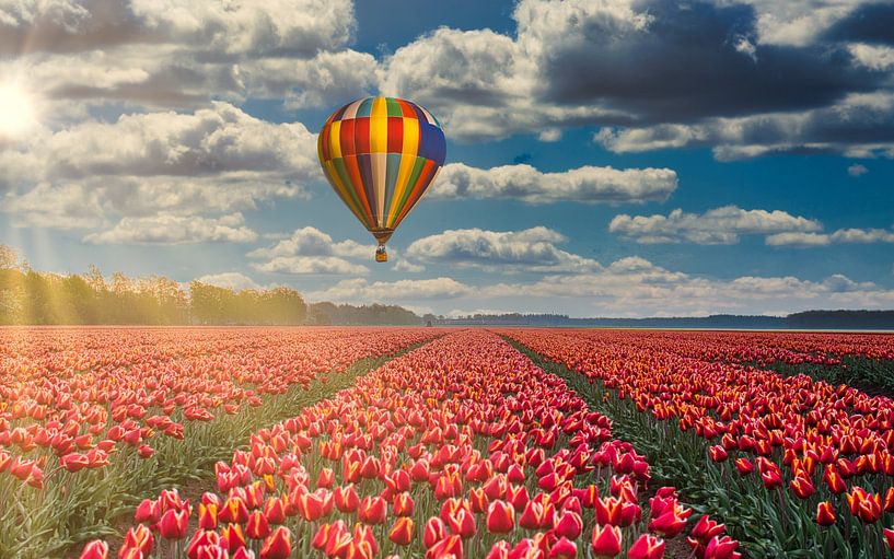 Tulpen in Drenthe. von snippefotografie